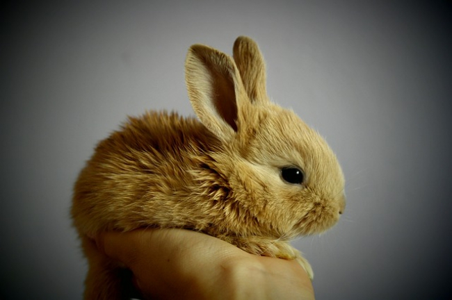 Secteur professionnel : Commerce Vente / Jardinerie / Animalerie